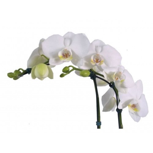 Phalaenopsis 2 Hastes - Alta 