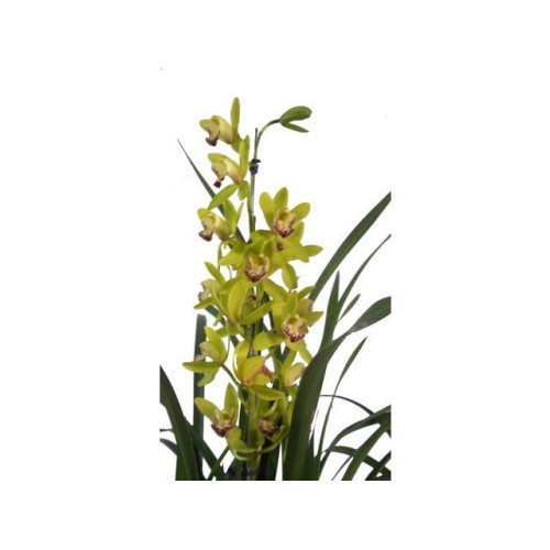 Orquídea Cymbidium