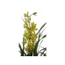 Orquídea Cymbidium